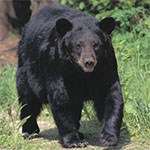 Black Bear walking.