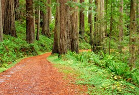 Cal Barrel Road. A winding scenic drive meanders through redwoods. Cal Barrel Road. A winding scenic drive meanders through redwoods.