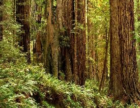 Coast Redwoods Along Prairie Creek