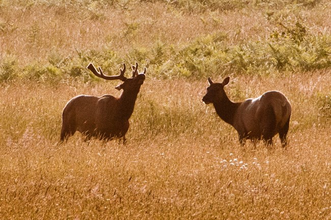 Two elk in a brown grassy field