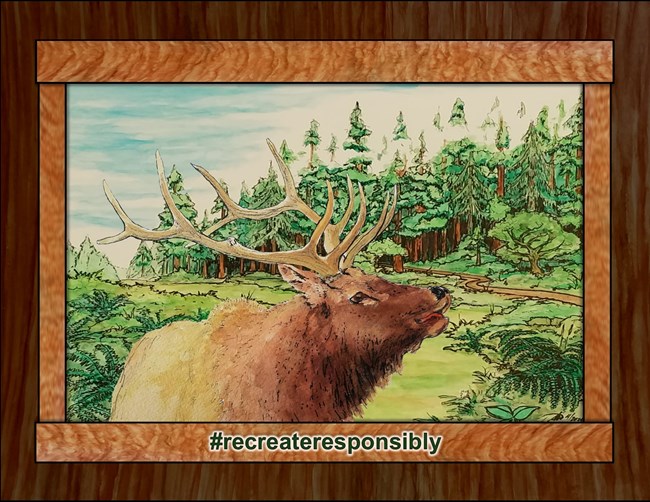 A graphic of an elk in a tree-lined meadow with words #recreateresponsibly