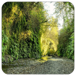 An image of Fern Canyon. A river bank flows through a small canyon. The canyon walls are covered in Ferns.