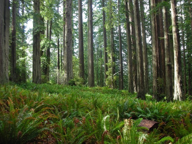 ferns in the foreground and redwood trees in the background