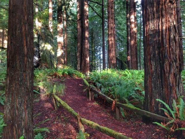 clear path with railings among ground vegetation