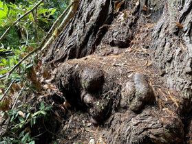 Exposed burl tissue shows how off-trail hikers are damaging the tallest tree in the world.