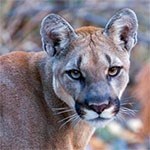 Mountain Lion