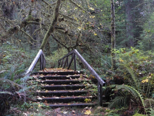 wooden bridge in the middle of a heavily forested area