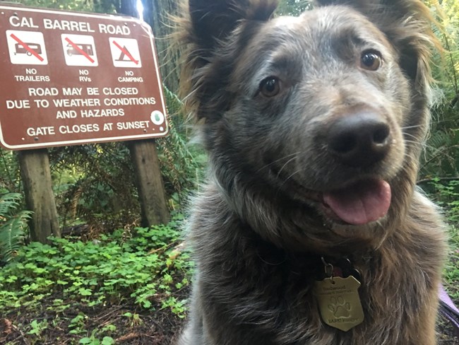 are dogs allowed in redwood national park california