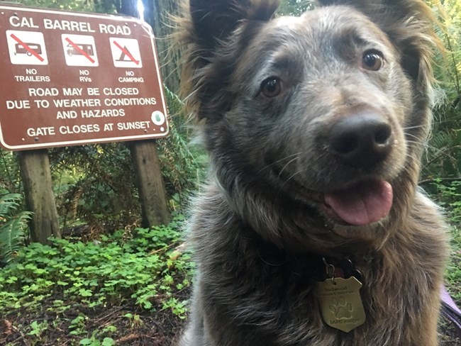 Pets. Please follow the rules of BARK! - Redwood National and State Parks  (. National Park Service)