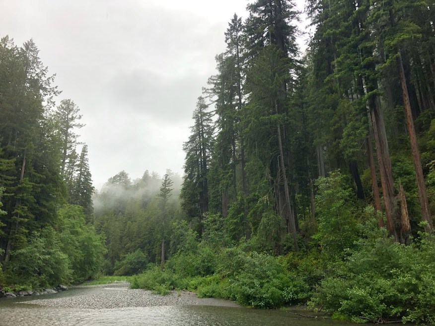 A large, flowing Redwood Creek heads downriver through massive redwoods trees. A grey skies and low clouds hover within the trees.