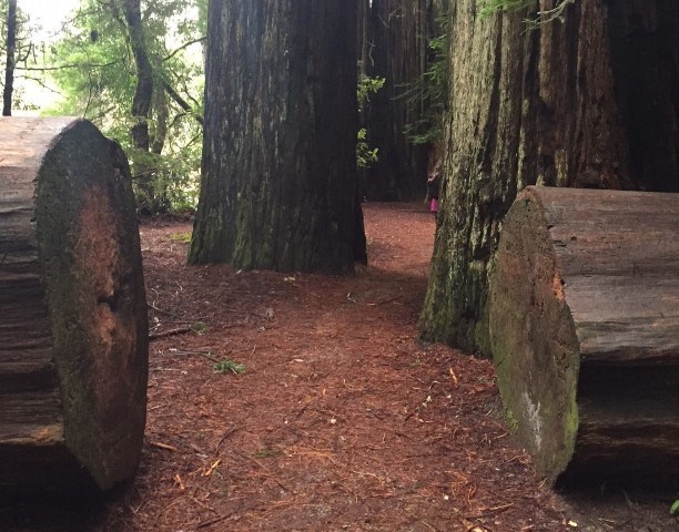 path of trail run through the middle of a cut redwood tree crossing the path