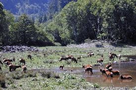 Roosevelt Elk in Elk Meadow Day Use Area