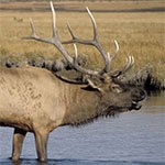 Roosevelt Elk