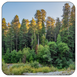 An image of redwood trees from a river bank. There is blue sky behind the trees.