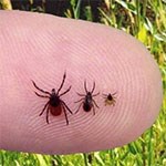 Ticks