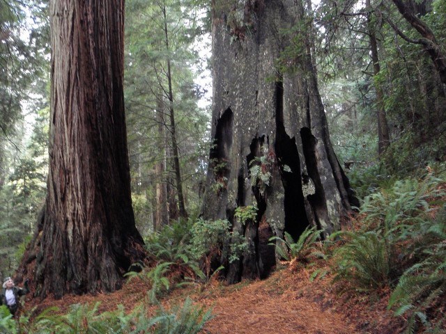 view of large redwood tree next to section of trail
