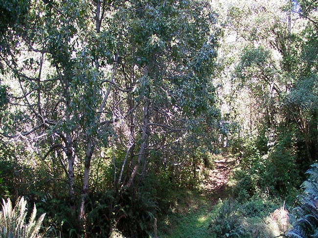 Forest and brush lines a walking trail.