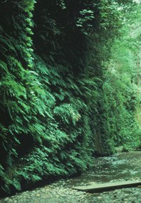 Ferns growing on walls of Fern Canyon.