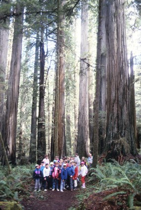 are dogs allowed in redwood national park california