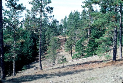 Little Bald Hills Trail