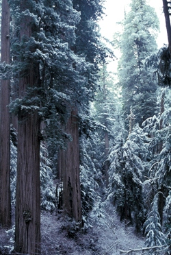 redwoods_in_snow_250px redwoods_in_snow_250px