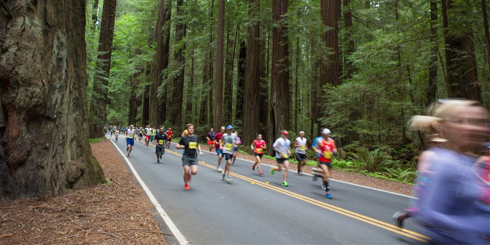 Dozens of runners racing in the redwoods. Dozens of runners racing in the redwoods.