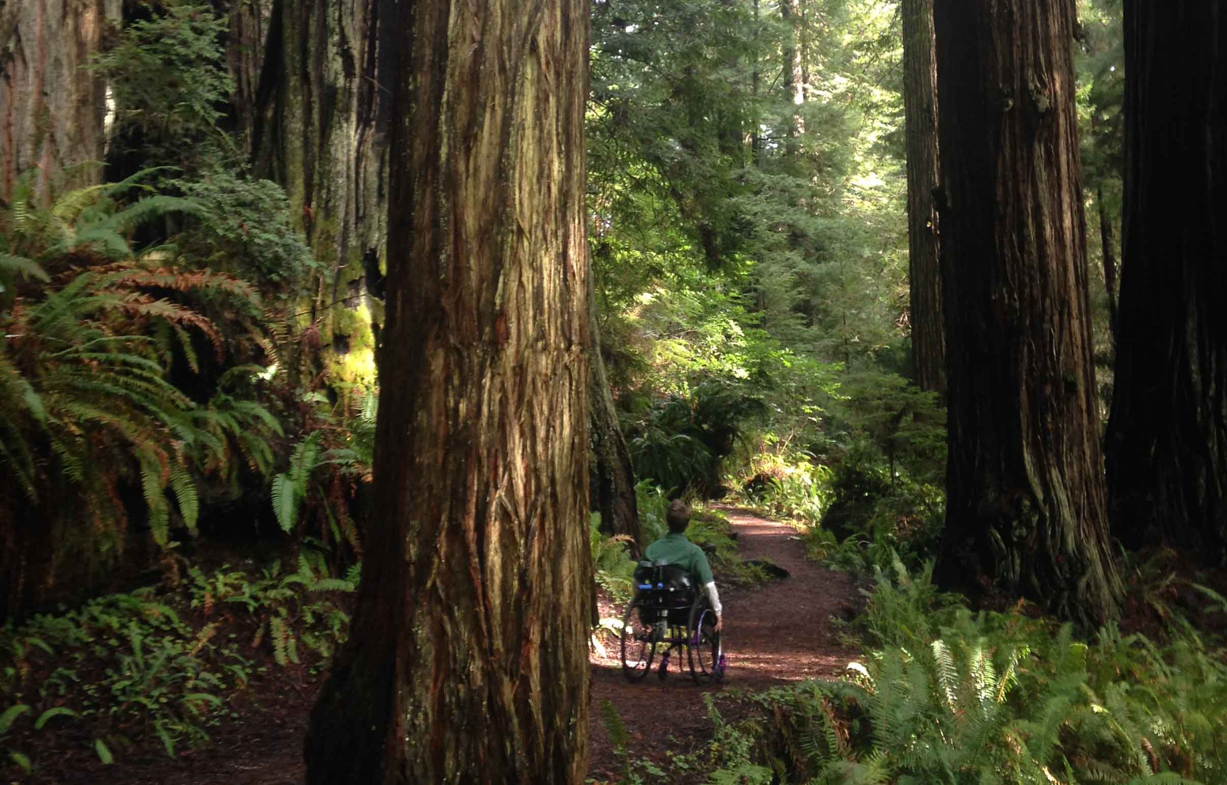 prairie creek redwoods state park hikes