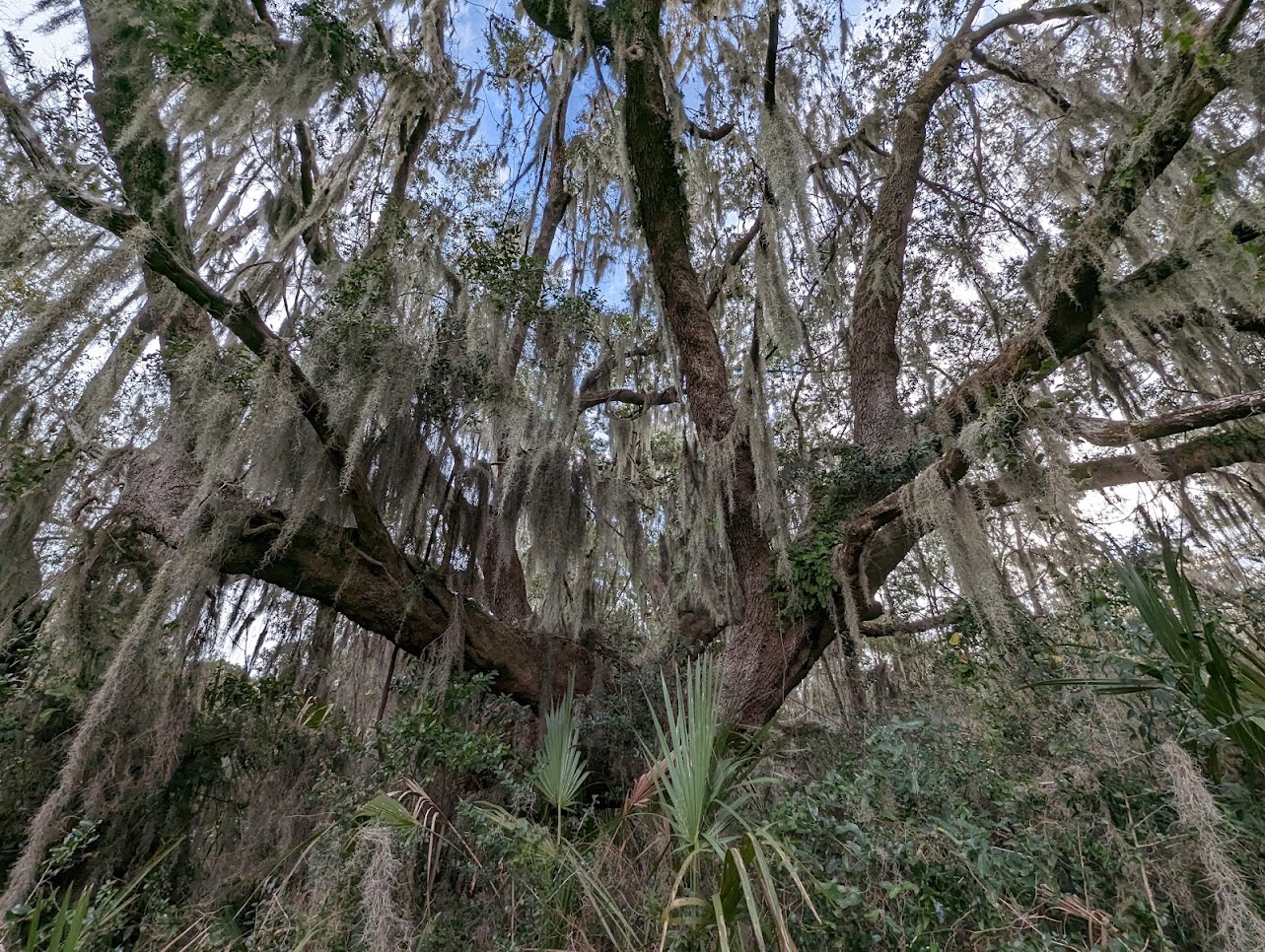 Oak Tree Capers Creek Nature Trail a large live oak tree in a coastal forest