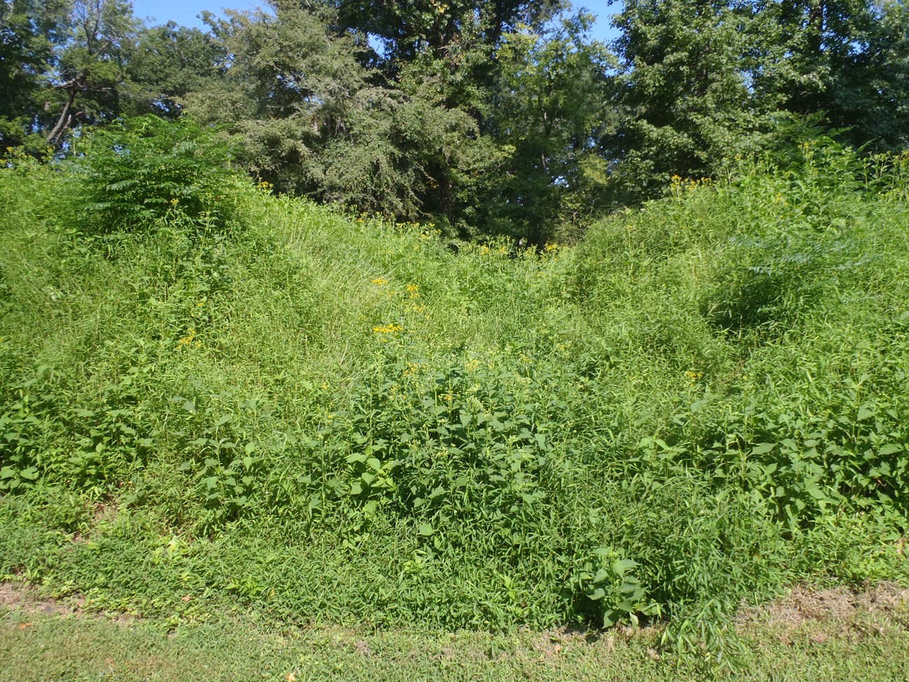 Thick green foliage covers the historic magazine/bombproof, which resembles a small hill, in this modern picture.