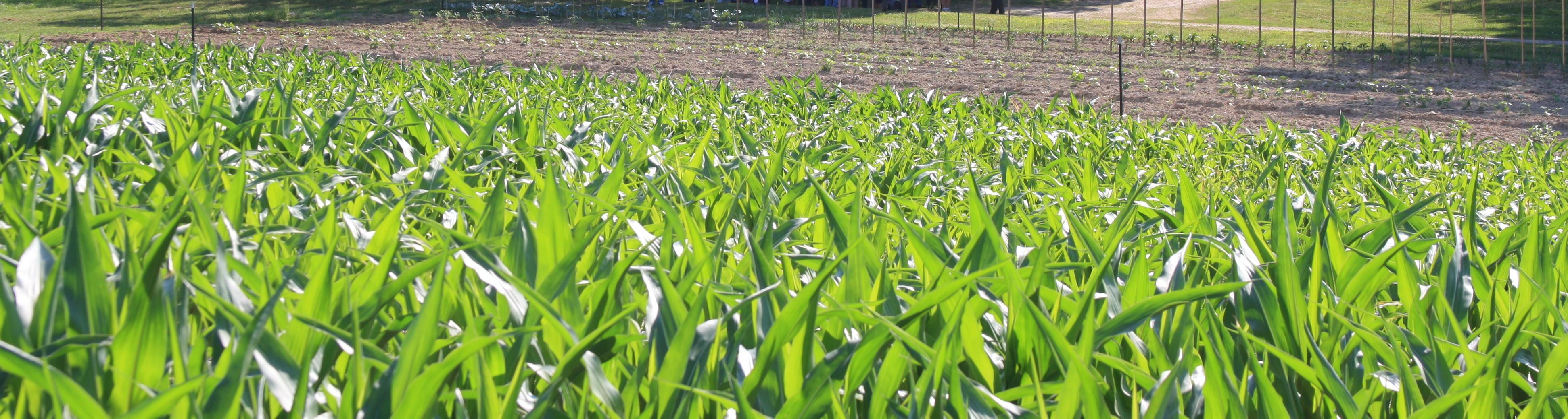 crops growing in a farm field