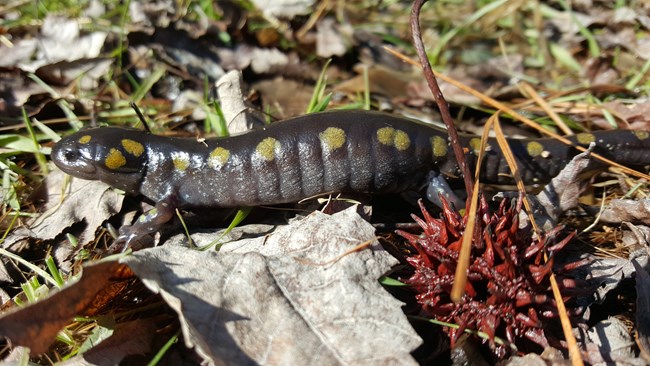 Spotted salamander Spotted salamander