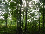Mixed hardwood forest Mixed hardwood forest