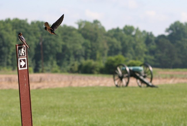 Two barn swallows around a trail marker with a cannon in the background.