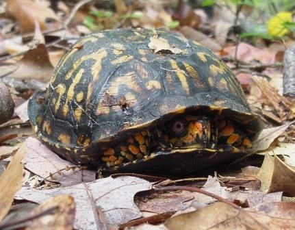 box turtle box turtle
