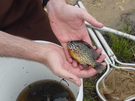 pumpkinseed fish