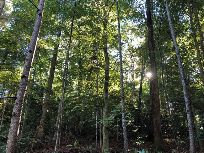 An upward view of trees at Gaines Mill battlefield