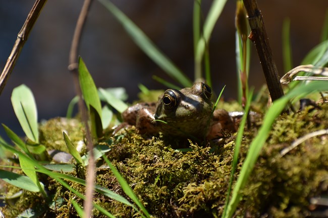 A Green Frog camouflaging with the surroundings.