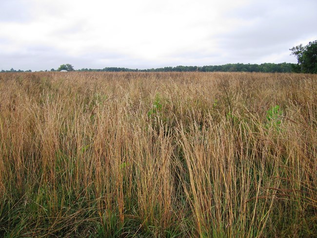 Meadows at Malvern Hill