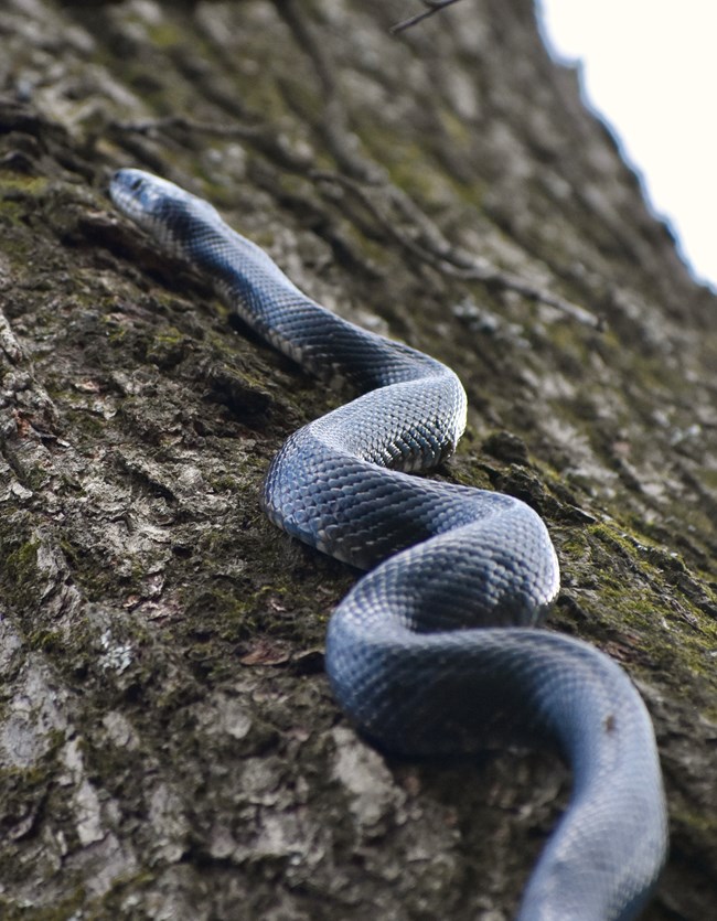 A black snake climbing up a tree.