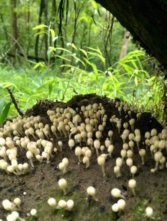white clustered mushrooms white clustered mushrooms