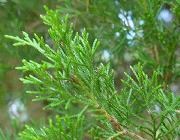 Eastern red cedar Eastern red cedar