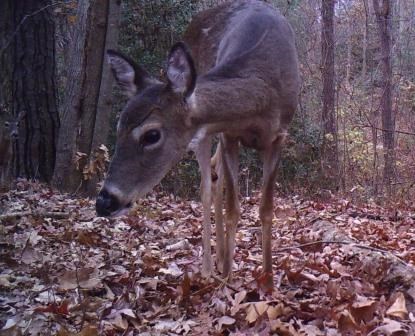 deer deer