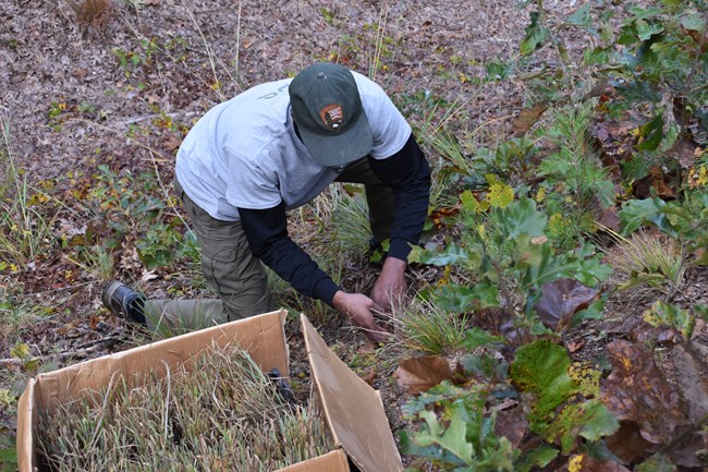 A NPS Ranger planting grasses into a dirt fortification.
