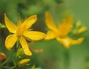 St. John's Wort St. John's Wort