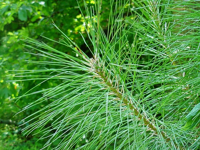 A close up photo of a stem with needles