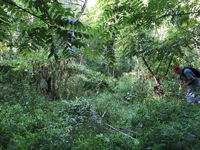 Green invasive plants overgrowing an area. A volunteer stands to the side.