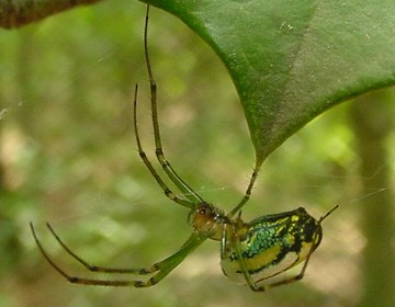 Venusta Orchard Spider Venusta Orchard Spider