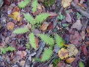 Fern Fern
