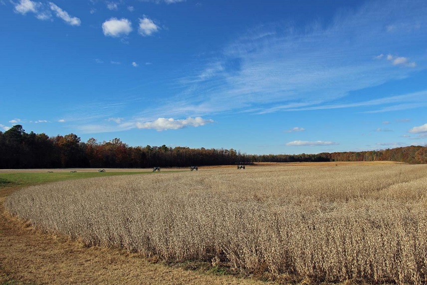 Malvern Hill a wheat filled with three Civil War cannons