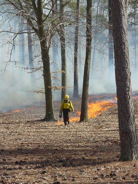 prescribed burn at Cold Harbor